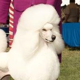 Lacey - Standard Poodle
