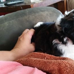 Shichon and Aussiedoodle Puppies from PTK Ranch