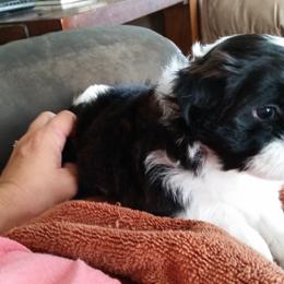 Shichon and Aussiedoodle Puppies from PTK Ranch