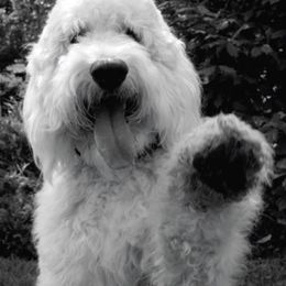 Bernedoodle and Goldendoodle All Grown Up from Jefferson Doodles