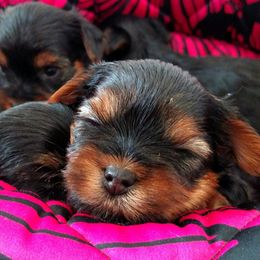 Yorkshire Terrier Puppies from Rosemark Kennel Yorkies