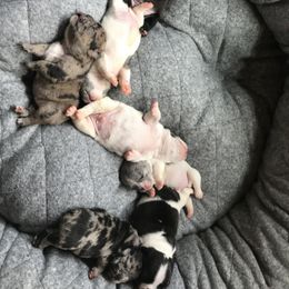 Magnum French Bulldogs breeder of Boston Terrier, French Bulldog