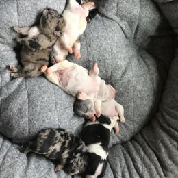 Magnum French Bulldogs breeder of Boston Terrier, French Bulldog
