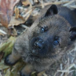 German Shepherd Puppies from Vom Kugelblitz Kennels
