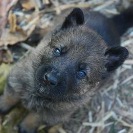 German Shepherd Puppies from Vom Kugelblitz Kennels