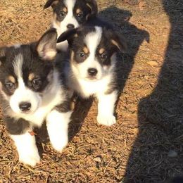 Pembroke Welsh Corgi Puppies from KBI FARM