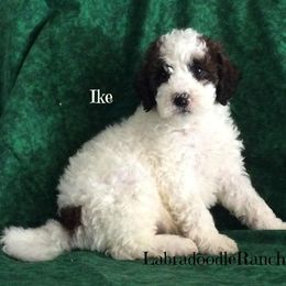 Labradoodle Ranch breeder of Labradoodle