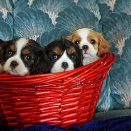 Cavalier King Charles Spaniel Puppies from Glenwood Cavaliers