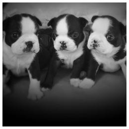 Boston Terrier Puppies from Sunwood Boston Terriers