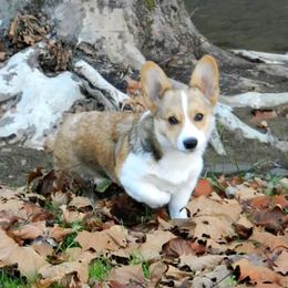 Sam Houston - Pembroke Welsh Corgi