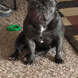 Bulldog and French Bulldog All Grown Up from Diamond In The Ruff Bulldogs