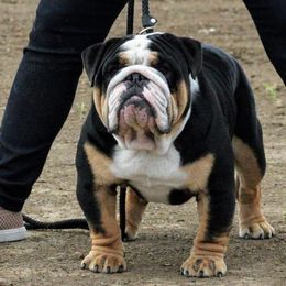 Bullwrinklz caesar - Bulldog