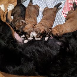 Bernedoodle Puppies from Bernedoodles of the Ozarks