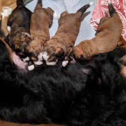 Bernedoodle Puppies from Bernedoodles of the Ozarks