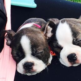 Boston Terrier Puppies from Angie's Little Bostons