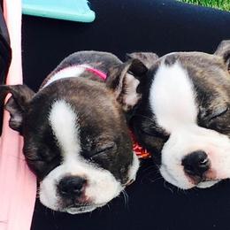 Boston Terrier Puppies from Angie's Little Bostons