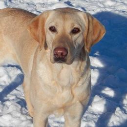 Labrador Retriever adult dog