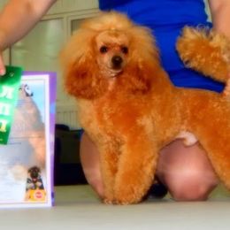 Champ - Poodle