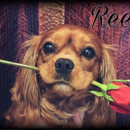 Reese - Cavalier King Charles Spaniel