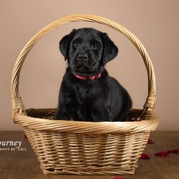 "Tucker, c.2019" Labrador Retriever Puppies from Arctic Texan Labradors