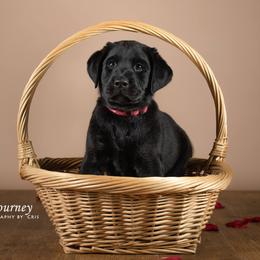 "Tucker, c.2019" Labrador Retriever Puppies from Arctic Texan Labradors