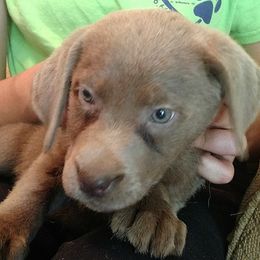 Australian Cattle Dog and Labrador Retriever Puppies from Trinity C Australian Cattle Dogs and Silver Labradors