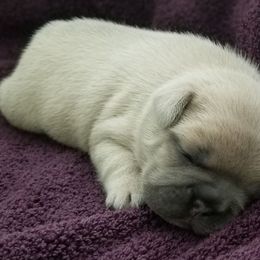 French Bulldog and Labrador Retriever Puppies from 888 Frenchies