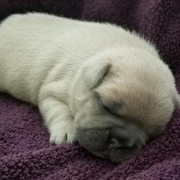 French Bulldog and Labrador Retriever Puppies from 888 Frenchies
