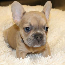 French Bulldog Puppies from Freeman Frenchies DFW