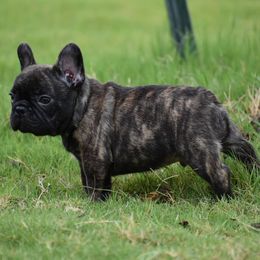 French Bulldog Puppies from DaRimi Frenchies & TFT