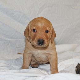 Labrador Retriever Puppies from Deep Hollow Labrador Retrievers