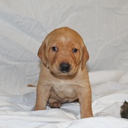Labrador Retriever Puppies from Deep Hollow Labrador Retrievers