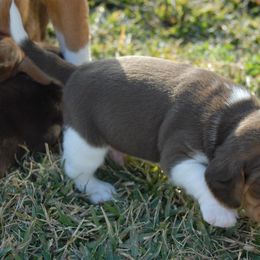 Beagle Puppies from Parmelee Beagles