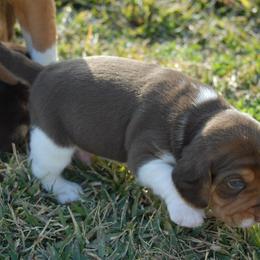 Beagle Puppies from Parmelee Beagles