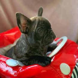 Bulldog and French Bulldog Puppies from Jones Bulldogs