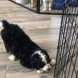 Bernedoodle and Goldendoodle Puppies from O'Dells Doodles
