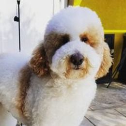 Maestro - Goldendoodle