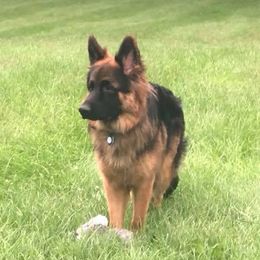German Shepherd All Grown Up from Von Ruh German Shepherds