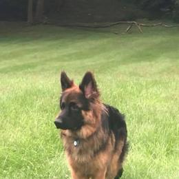 German Shepherd All Grown Up from Von Ruh German Shepherds
