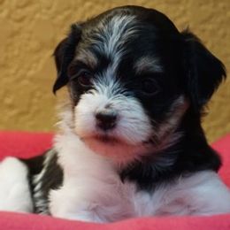 Havanese Puppies from Bedlem Havanese