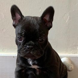French Bulldog Puppies from Especial Frenchies