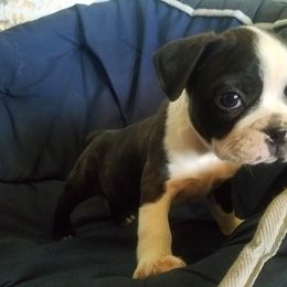 Boston Terrier Puppies from Willis Family Boston's