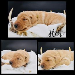 Labrador Retriever Puppies from 3M Custom Hay baling and AKC Labs LLC