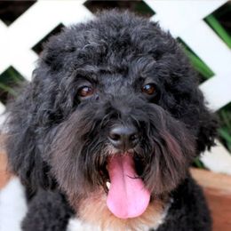 Harry - Australian Labradoodle