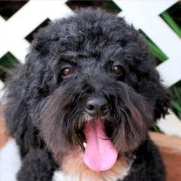 Harry - Australian Labradoodle