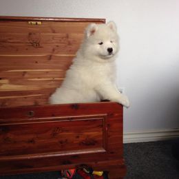 Samoyed Puppies from White Cloud Samoyeds