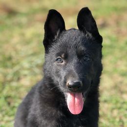 German Shepherd Puppies from Fallamhain German Shepherds