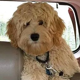 Hank - Australian Labradoodle