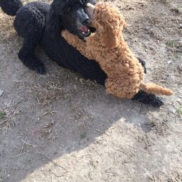 Poodle Puppies from Cadeau Standard Poodles