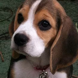 Beagle Puppies from Macushla Kennels